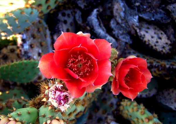 Prickly Pear Pinks