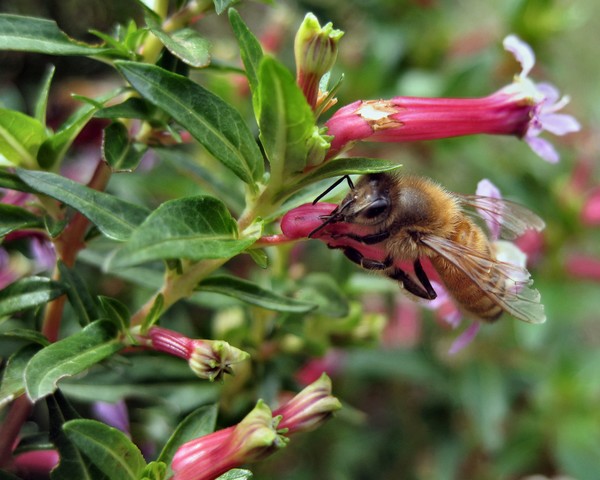 Bee and Cigar Plant