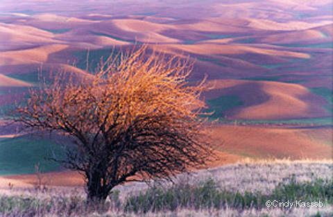 Sunrise Tree