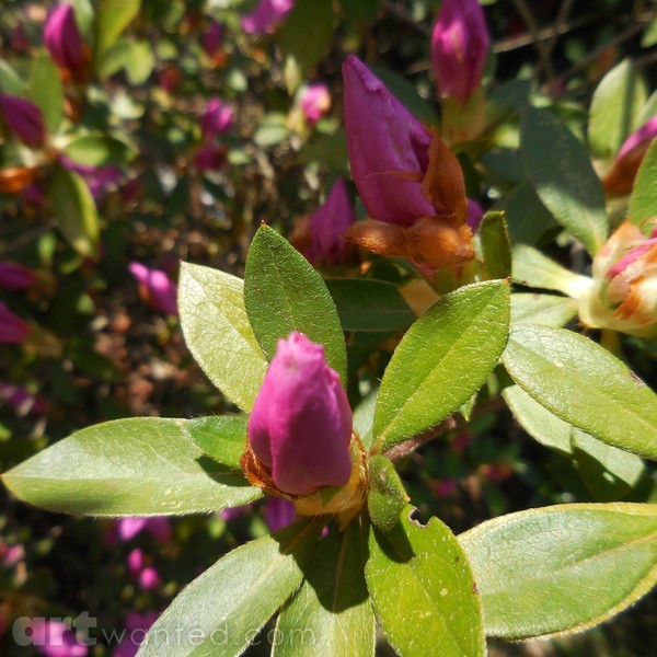 Budding