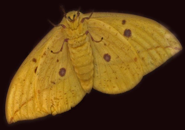 moth bird