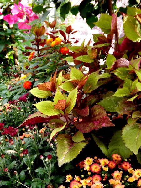Autumn Toned Plants (One)