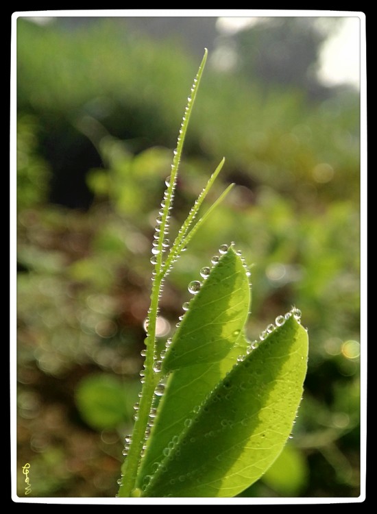 Yuong Peas with Dewdrops