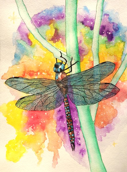 Blue-Eyed Darnier Dragonfly