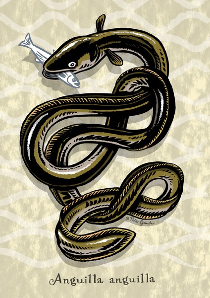 Celtic eel knot design