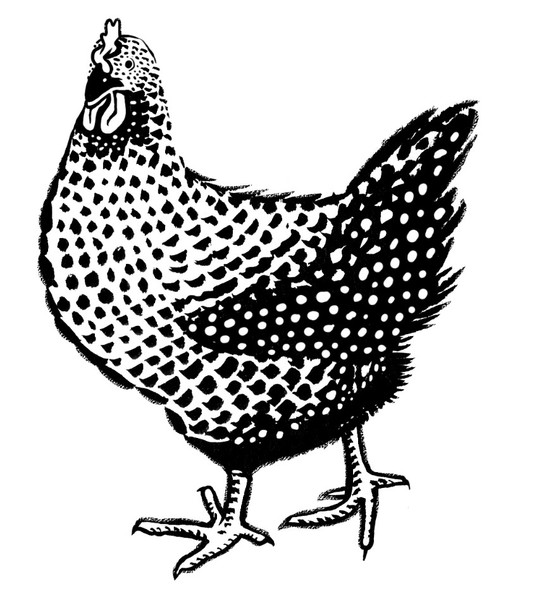 Hen