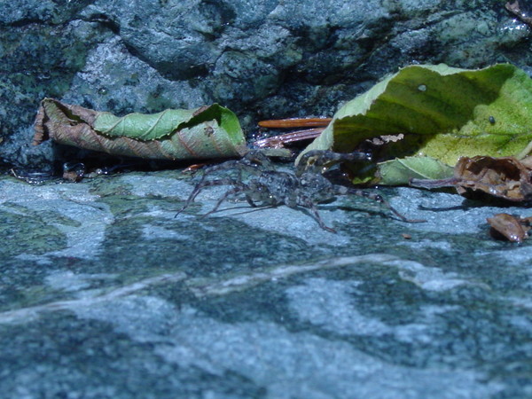 Spider- can you see it?