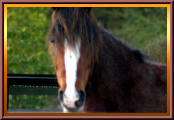 Need A Haircut Horse?