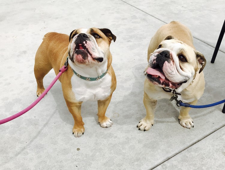 Bulldogs