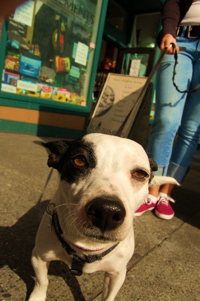 Metro dog ...............