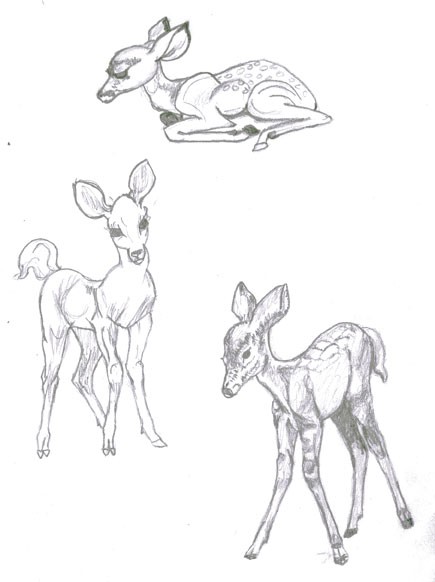 Fawns