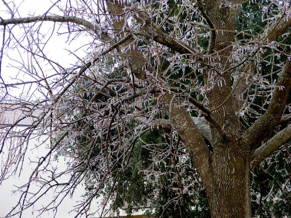 Tree-Cicle!!