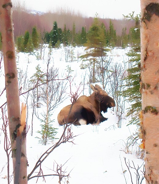 Can't You See I'm Hiding Here?