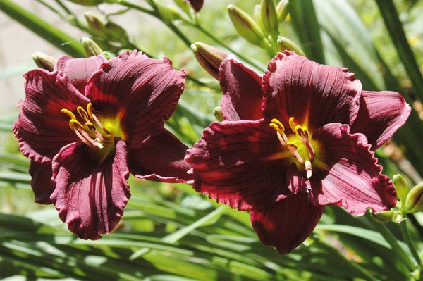Burgundy Lilies of Halifax
