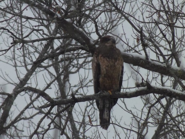 Eagle 