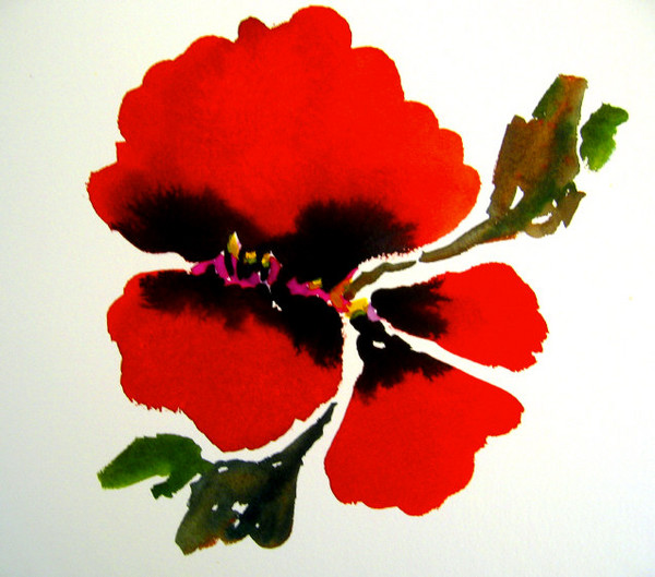 red poppy