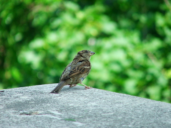 Bird