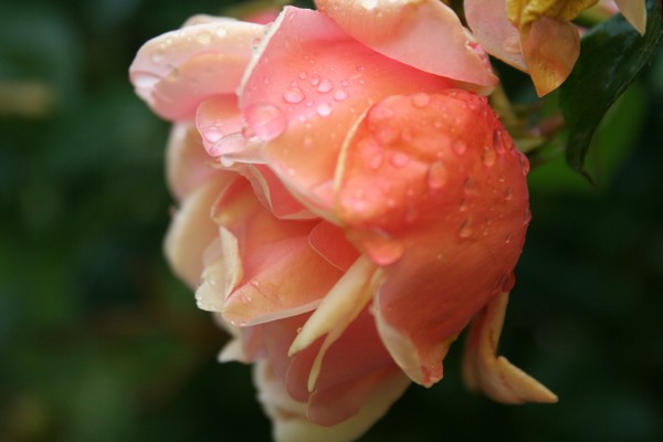 The Name Of The Rose