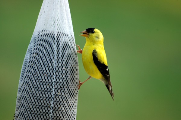 American Goldfinch