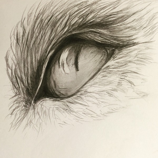 Eye