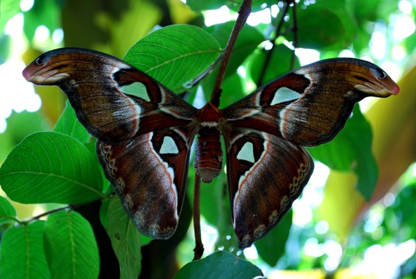 Moth Topside/Underneath