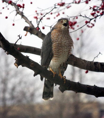 Hawk looking for lunch