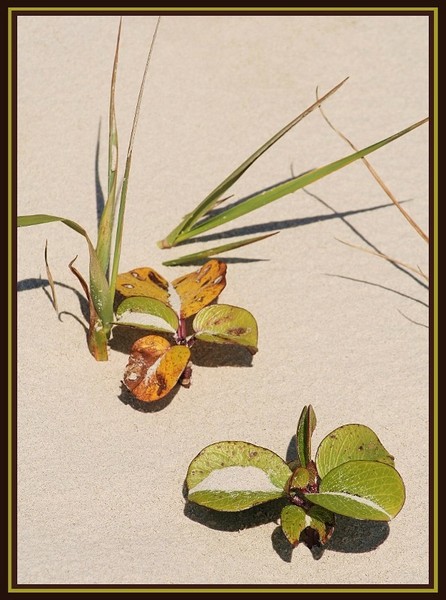 Garden in the dunes