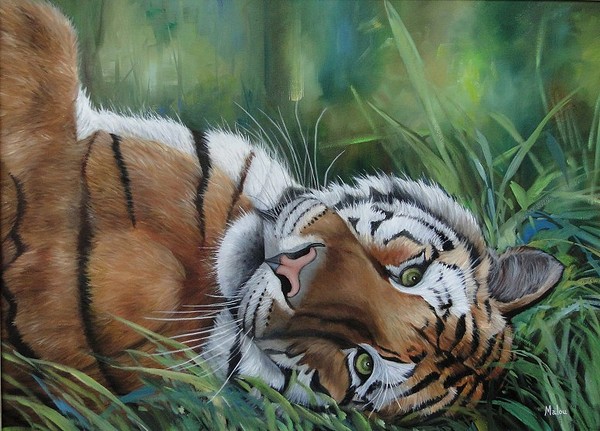 Tigre descansando