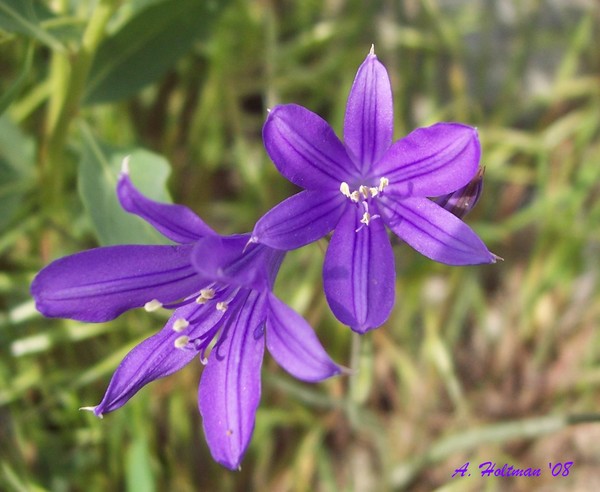 A Vision in Violet