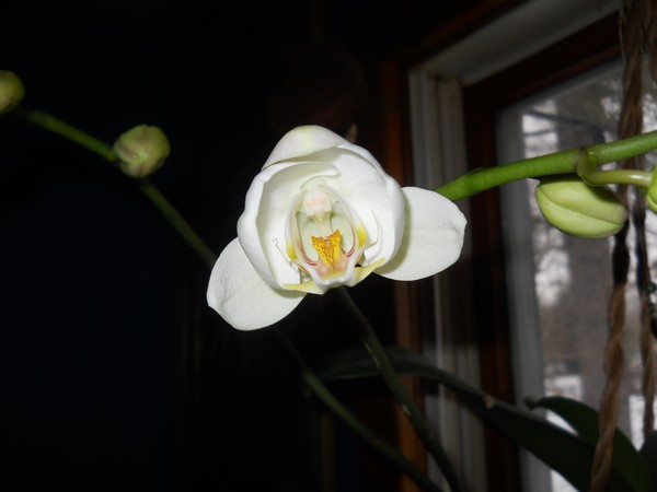 The Throw Away Orchid