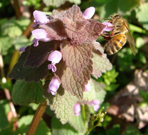 Bee