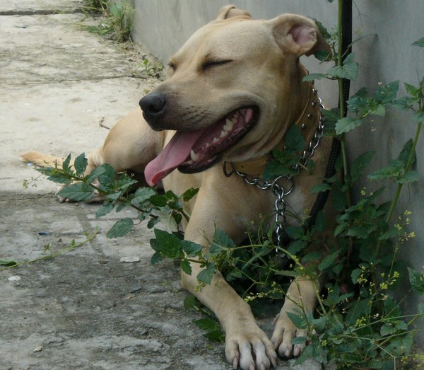 He He! My Favorite Pit Bull!
