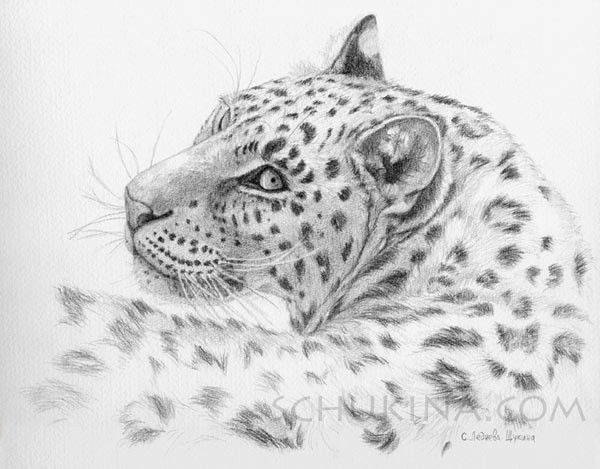 Leopard - Glance back