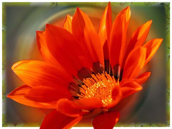 Gazanias