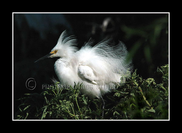 Snowy Egret Mating Display