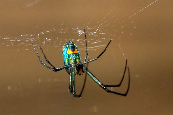 Colorful crawly