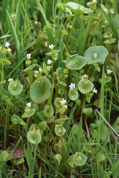 Miner's Lettuce