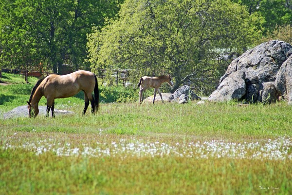 Spring Foal
