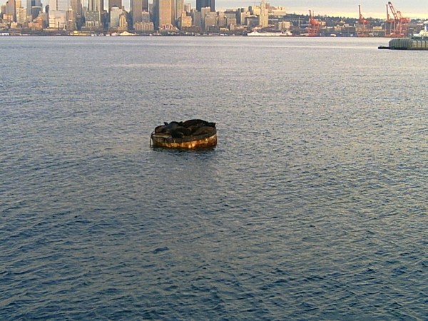  seals of seaatle
