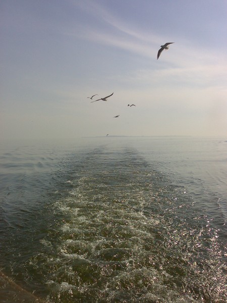 Seagulls near Baku
