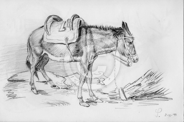 Donkey