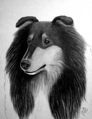 Minni the collie