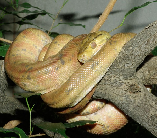 Tree Python