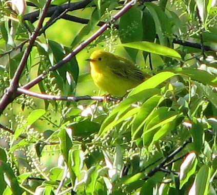 Yellow warbler
