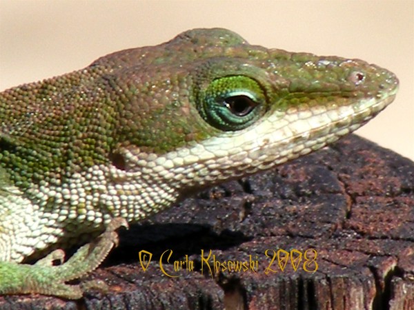 A Lizard Eye View