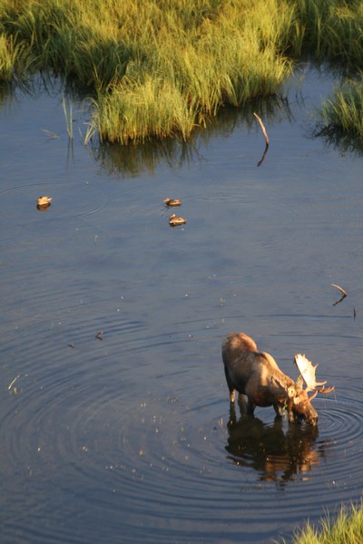 Duck, Duck, Bull Moose