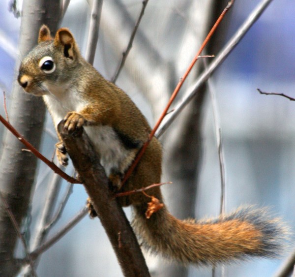 Nuts