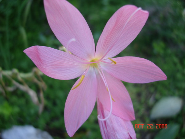 Japanese Garden Flower
