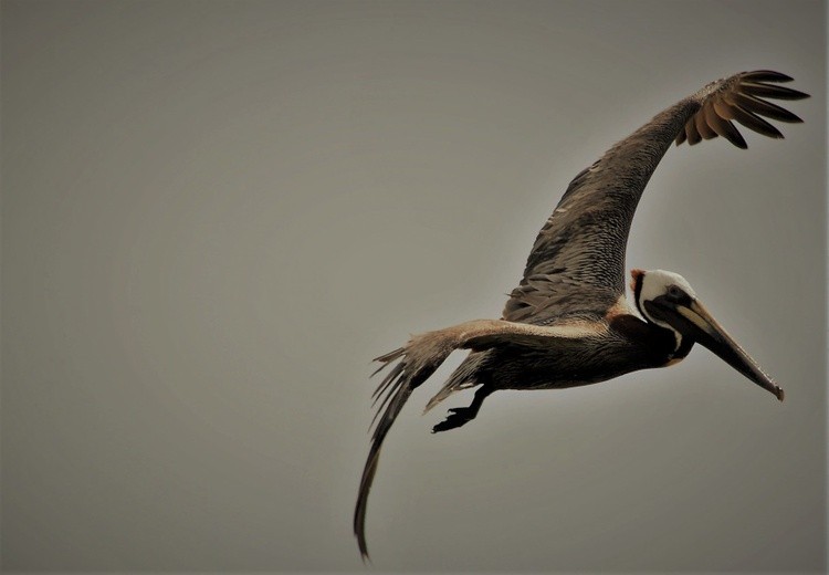 The Brown Pelican in Flight