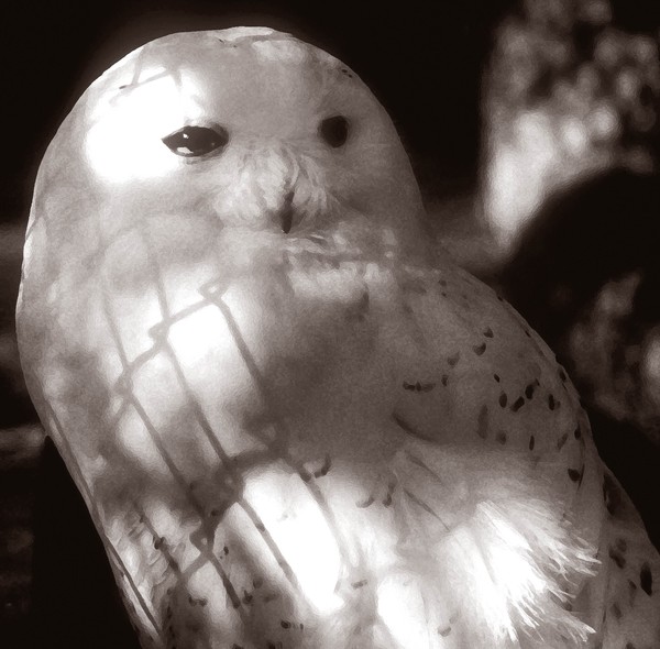 Snowy Owl in Captivity